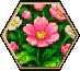 Vital bloom